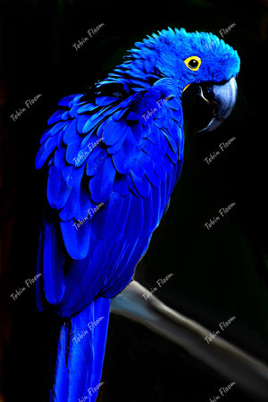 Blue Parrot Corel