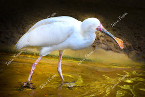 Animals: White Spoonbill