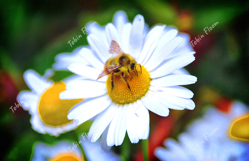 Bee Daisy