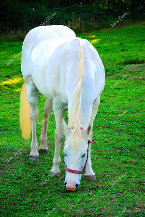 White Painted Horse