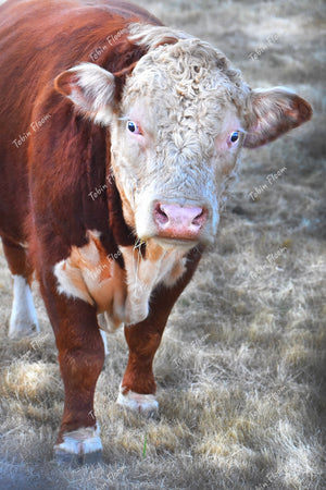 Animals: Curious cow