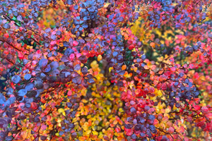 Floral: Autumn beauty