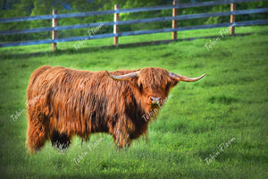 Highland cow close far