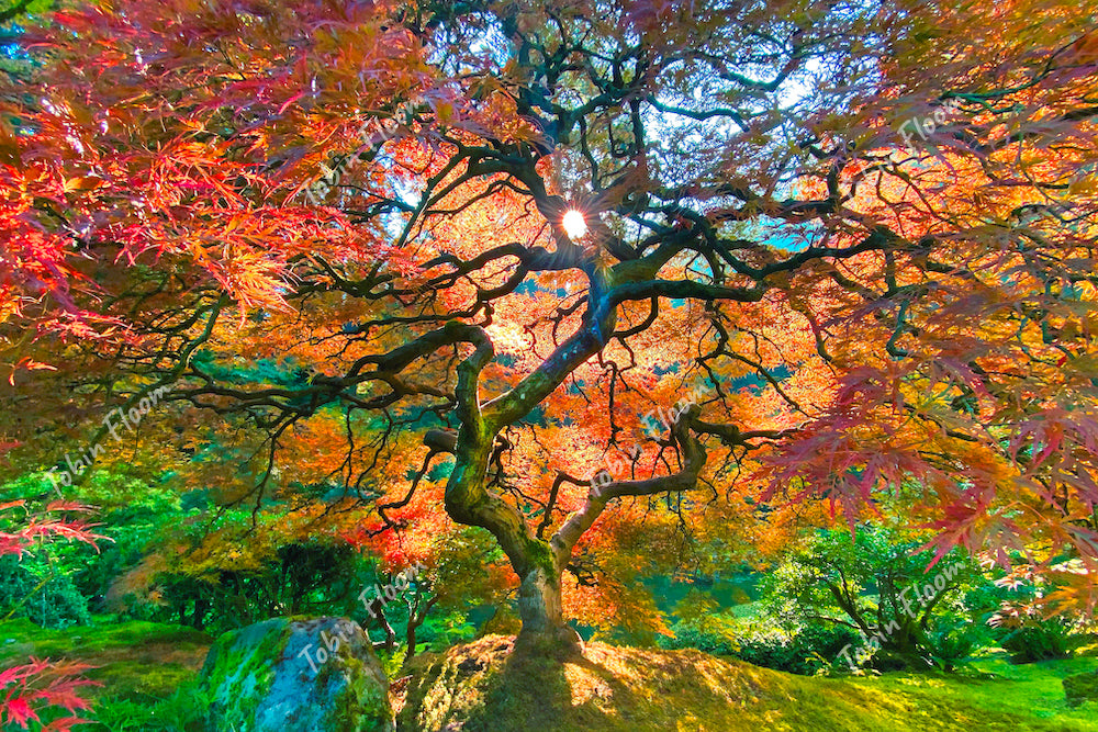 Japanese maple autumn